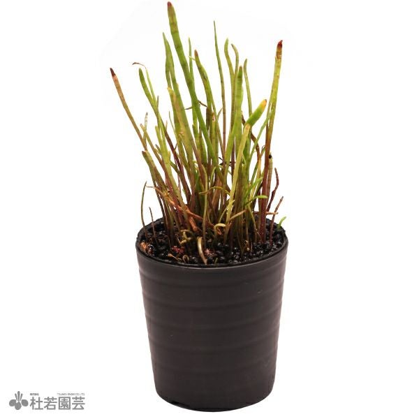 SAMURAI PLANTS】ジュンクスレペンス（ソイル植え） | 杜若園芸WEB