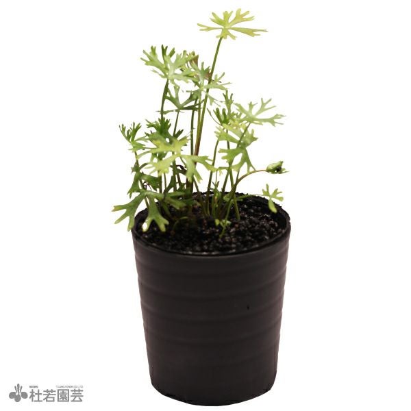 アクアリウム水草 | 杜若園芸WEBショップ｜水草の生産販売【通販ショップ】