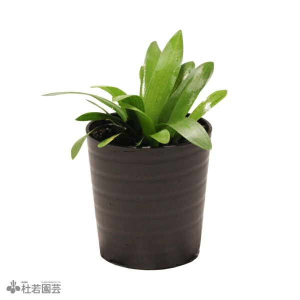 水草 YVB-Y'sVintage Base SAMURAI PLANTS | 杜若園芸WEBショップ｜水草の生産販売【通販ショップ】