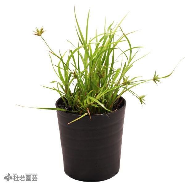 SAMURAI PLANTS】ジュンクスレペンス（ソイル植え） | 杜若園芸WEB