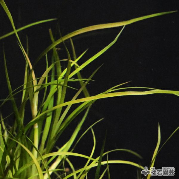 SAMURAI PLANTS】ジュンクスレペンス（ソイル植え） | 杜若園芸WEB