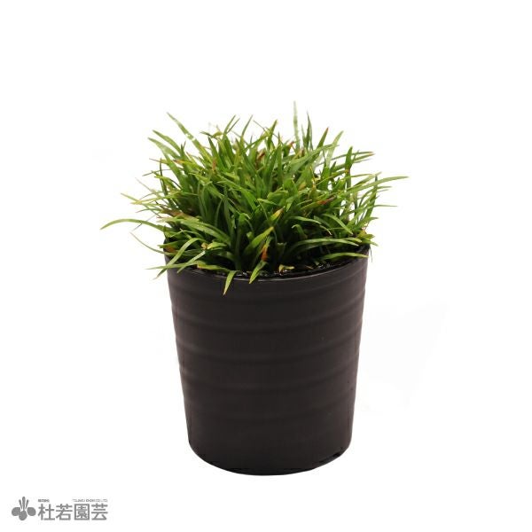 SAMURAI PLANTS】ホシクサsp.クチ（ソイル植え） | 杜若園芸WEB