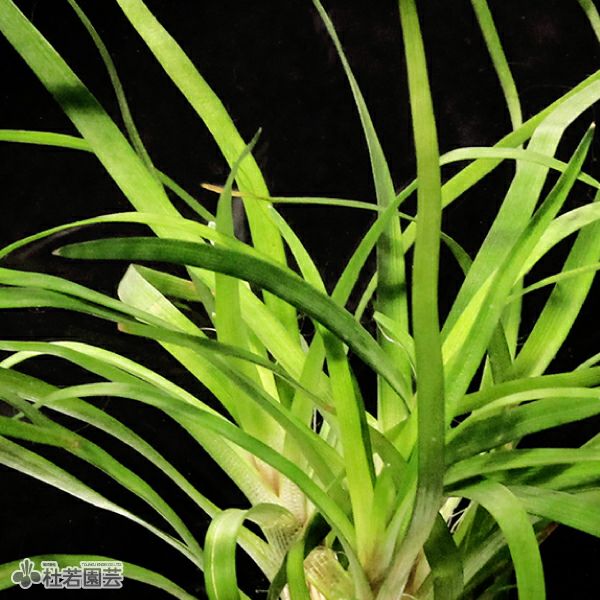 SAMURAI PLANTS】ホシクサsp.クチ（ソイル植え） | 杜若園芸WEB