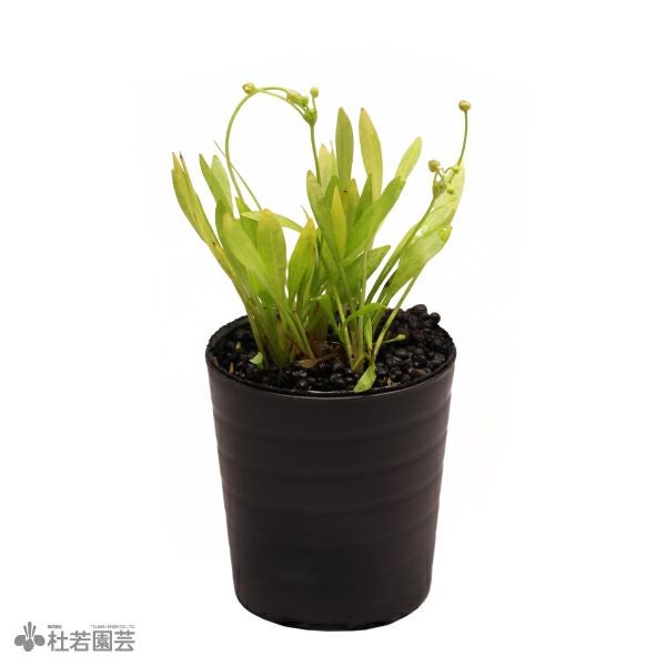 SAMURAI PLANTS | 杜若園芸WEBショップ｜水草の生産販売【通販ショップ】