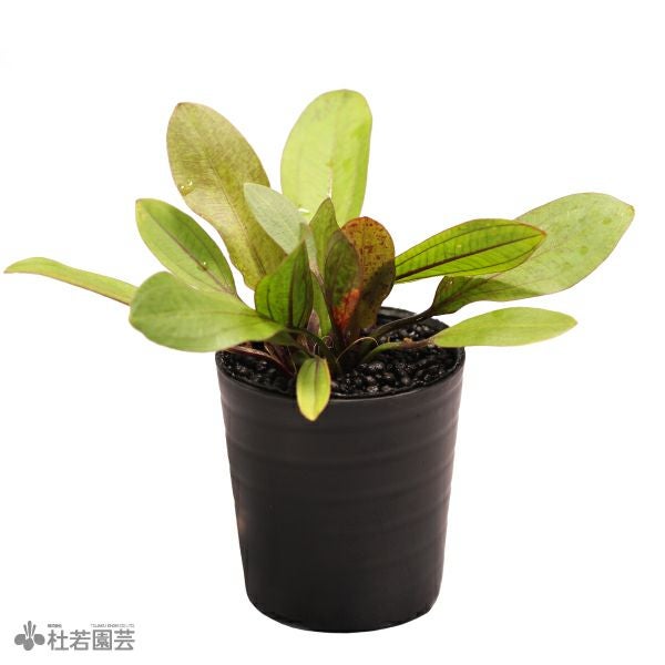 SAMURAI PLANTS】エキノドルスコーディフォリウス（ソイル植え