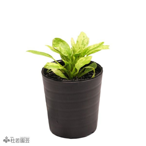 SAMURAI PLANTS】エキノドルスマーブルクイーン（ソイル植え） | 杜若
