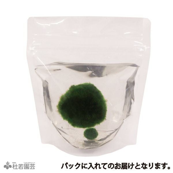 マリモのチビデカセット | 杜若園芸WEBショップ｜水草の生産販売【通販