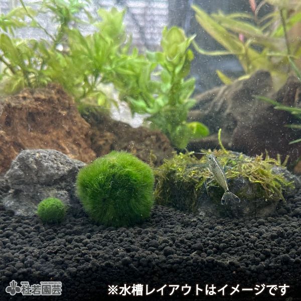 000000003715-01.jpg?size=m&w=