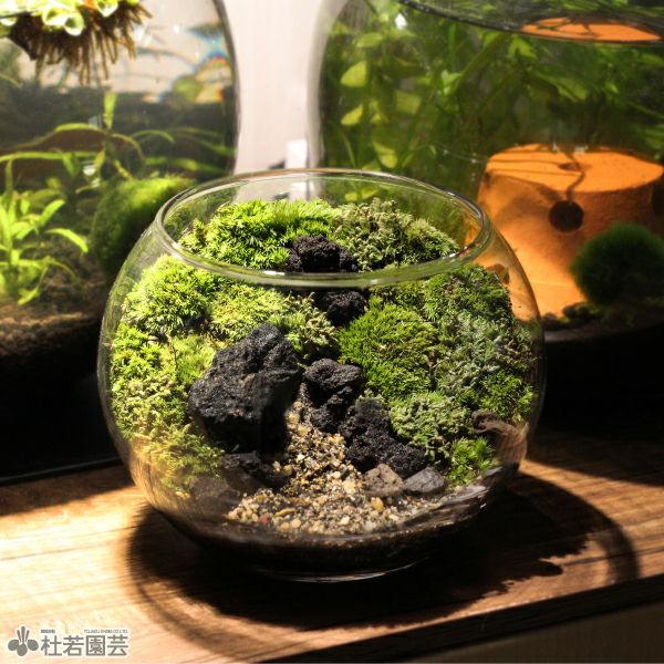 そだつライト付き！カンタン苔テラリウムセット | 杜若園芸WEBショップ