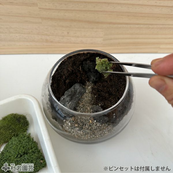 そだつライト付き！カンタン苔テラリウムセット | 杜若園芸WEBショップ