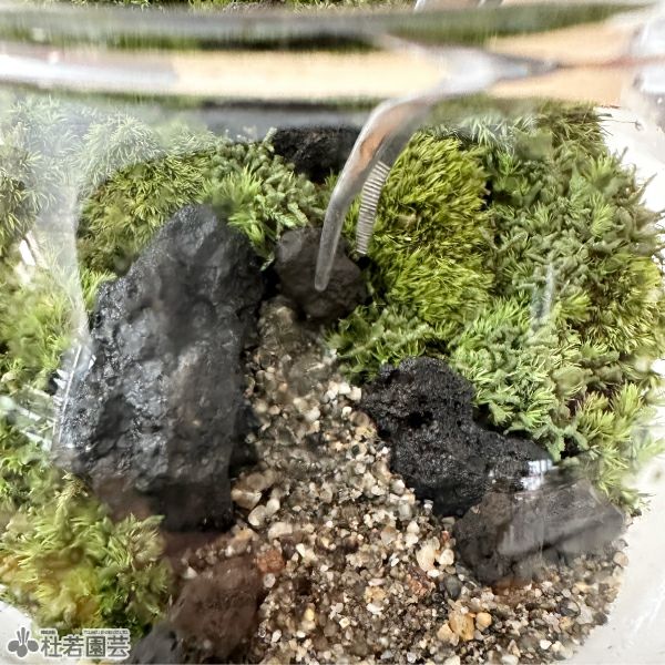 カンタン！苔テラリウムキット | 杜若園芸WEBショップ｜水草の生産販売