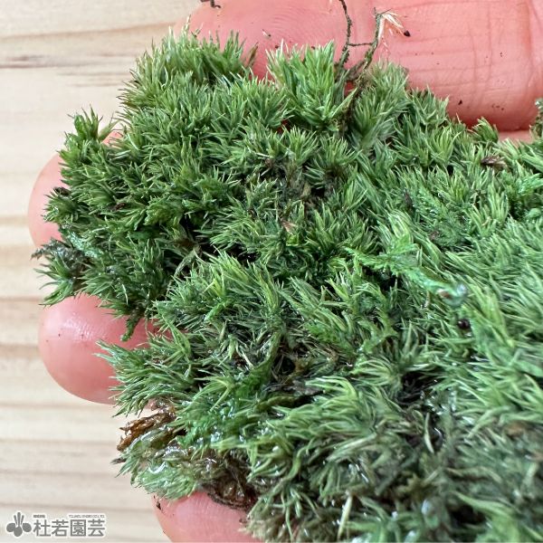 カンタン！苔テラリウムキット | 杜若園芸WEBショップ｜水草の生産販売