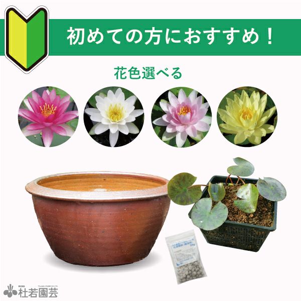 初めての方におすすめ！温帯スイレンセット(丸型鉢) | 杜若園芸WEB