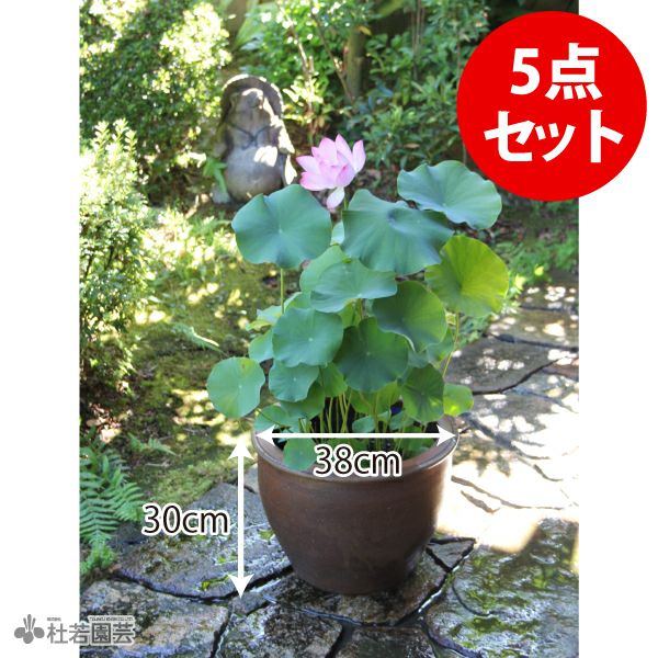 陶器鉢付き！おまかせ小型蓮苗付き5点セット | 杜若園芸WEBショップ