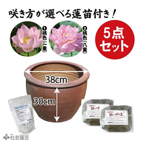 陶器鉢付き！おまかせ小型蓮苗付き5点セット | 杜若園芸WEBショップ