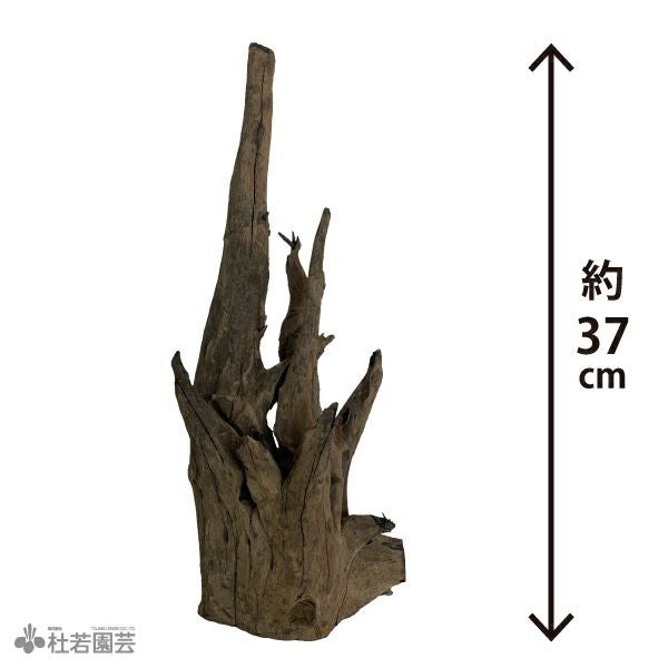 ナチュラルホーンウッド-76 | 杜若園芸WEBショップ｜水草の生産販売
