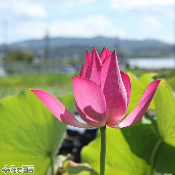 蓮、ハス】白兔(しろうさぎ)【中・大型種】 | 杜若園芸WEBショップ