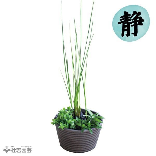 メダカ水草3種寄せ植え〔静〕 | 杜若園芸WEBショップ｜水草の生産販売