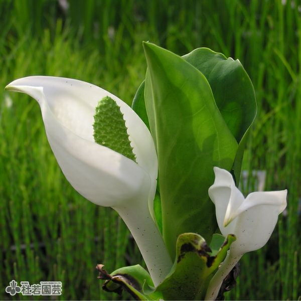 株式会社 杜若園芸｜水草の生産販売【通販ショップ】