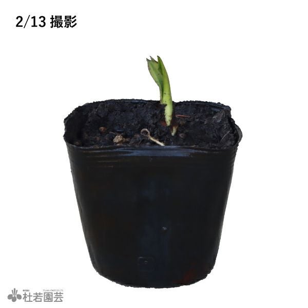 水生植物】ミズバショウ(実生) | 杜若園芸WEBショップ｜水草の生産販売