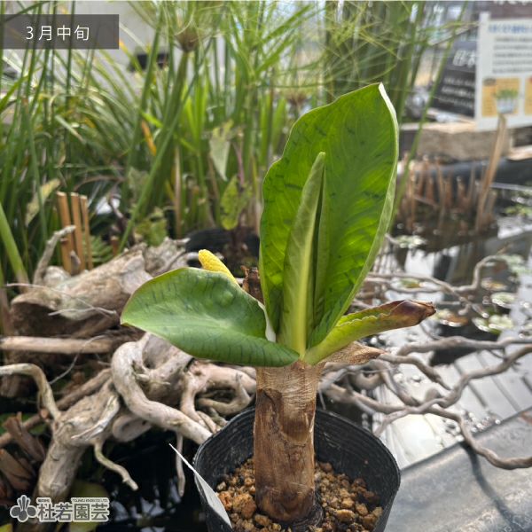 水生植物】ミズバショウ(実生) | 杜若園芸WEBショップ｜水草の生産販売