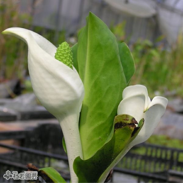水生植物】ミズバショウ(実生) | 杜若園芸WEBショップ｜水草の生産販売