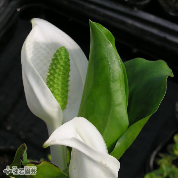 水生植物】ミズバショウ(実生) | 杜若園芸WEBショップ｜水草の生産販売