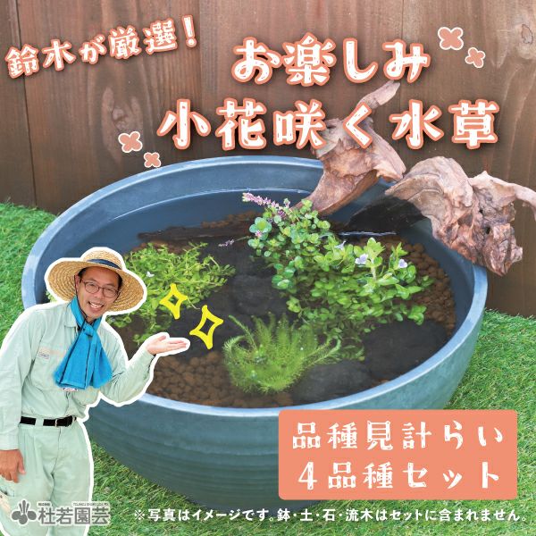 鈴木が厳選！お楽しみ小花咲く水草4品種セット (品種見計らい) | 杜若