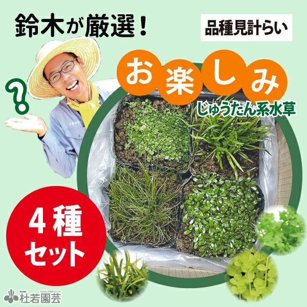 鈴木が厳選！お楽しみ日本の水草4品種セット (品種見計らい) | 杜若