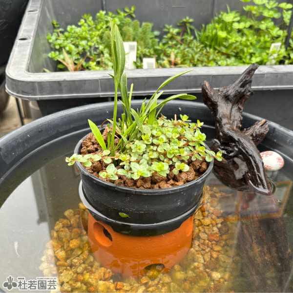 メダカの隠れ場所におすすめ！】メダカのお部屋 | 杜若園芸WEBショップ