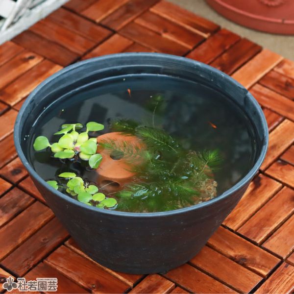 メダカの隠れ場所におすすめ！】メダカのお部屋 | 杜若園芸WEBショップ
