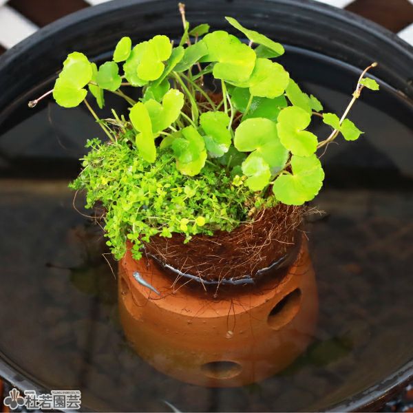 メダカの隠れ場所におすすめ！】メダカのお部屋 | 杜若園芸WEBショップ