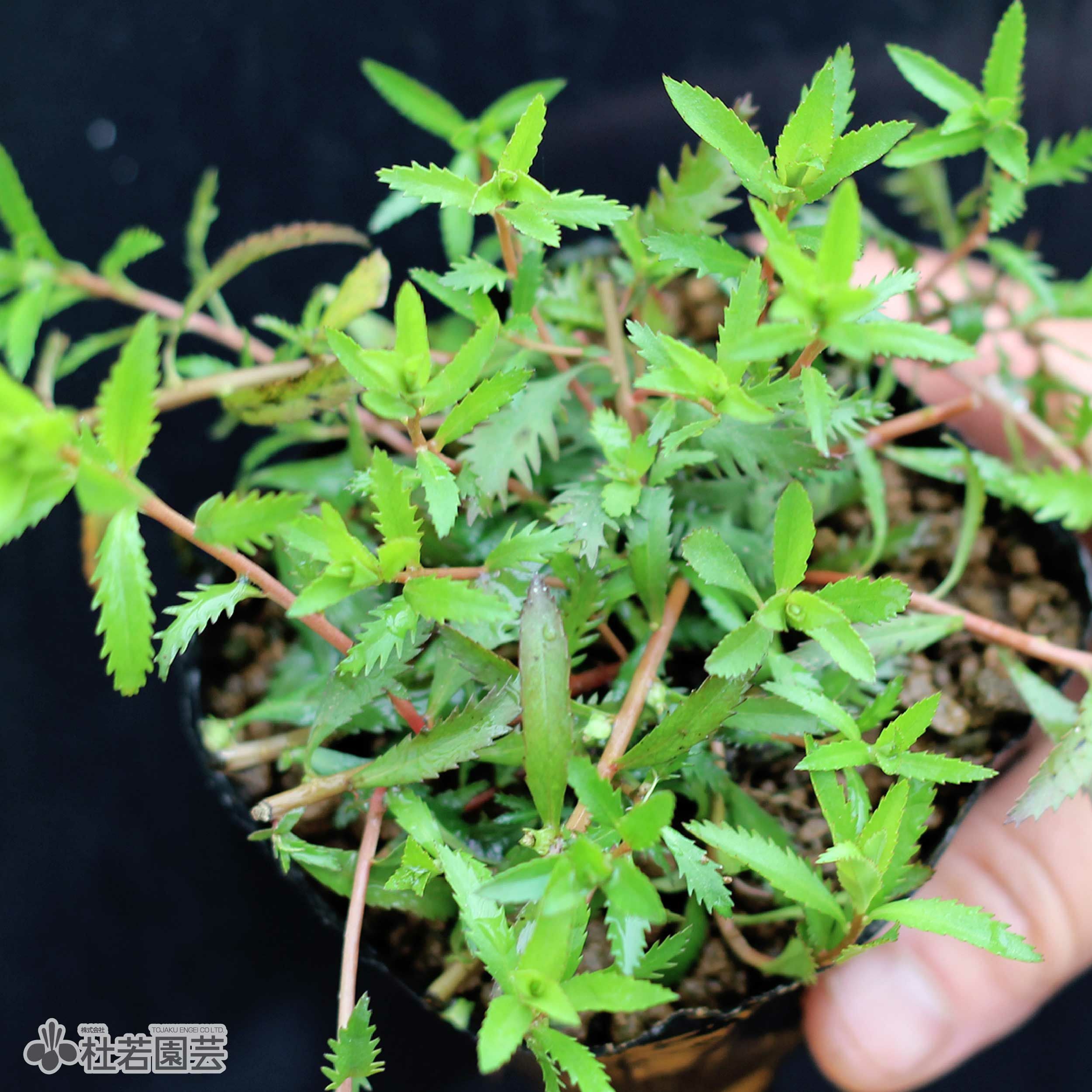 水生植物】 プロセルピナカパルストリス | 杜若園芸WEBショップ｜水草