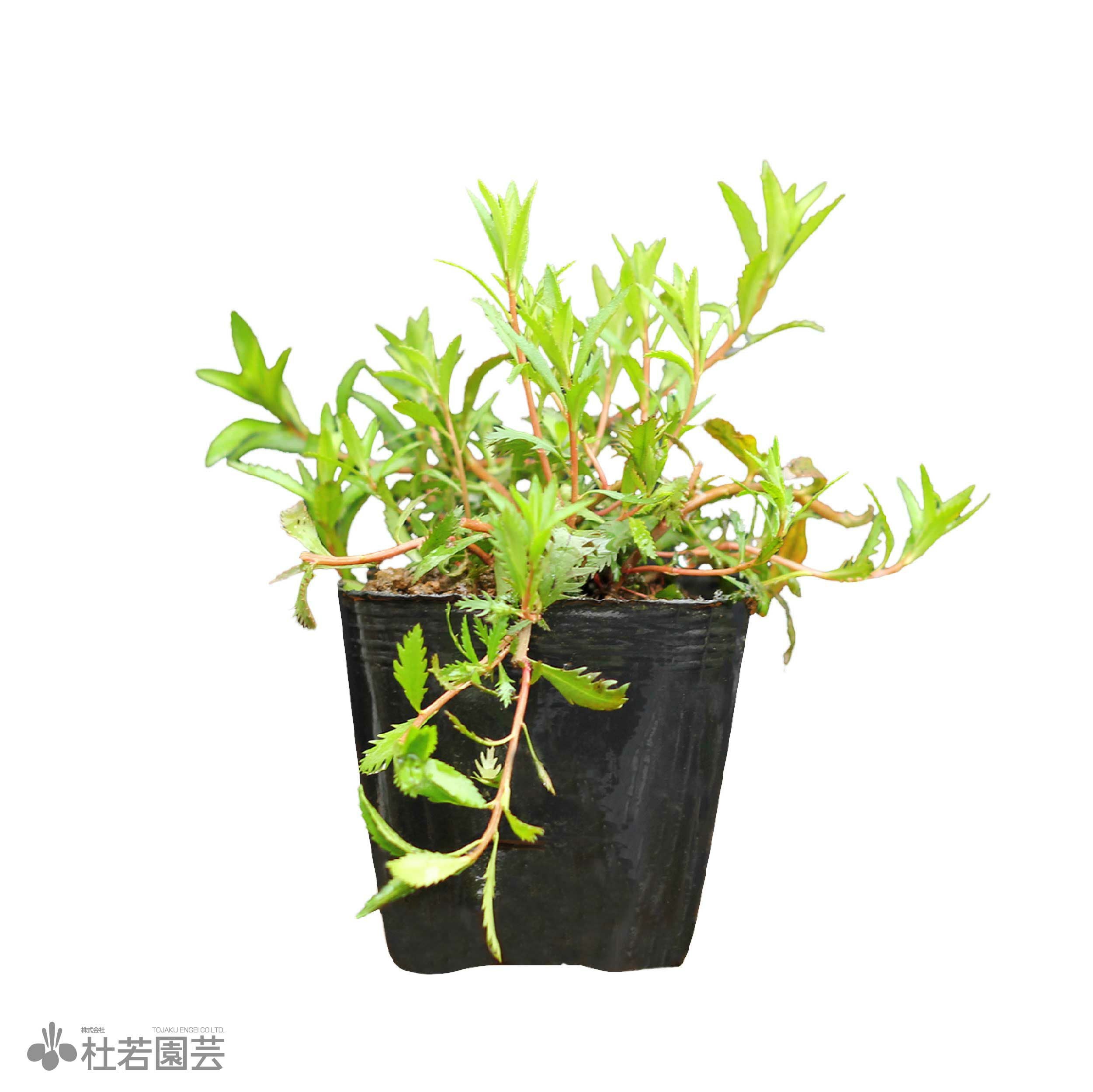 水生植物】 プロセルピナカパルストリス | 杜若園芸WEBショップ｜水草