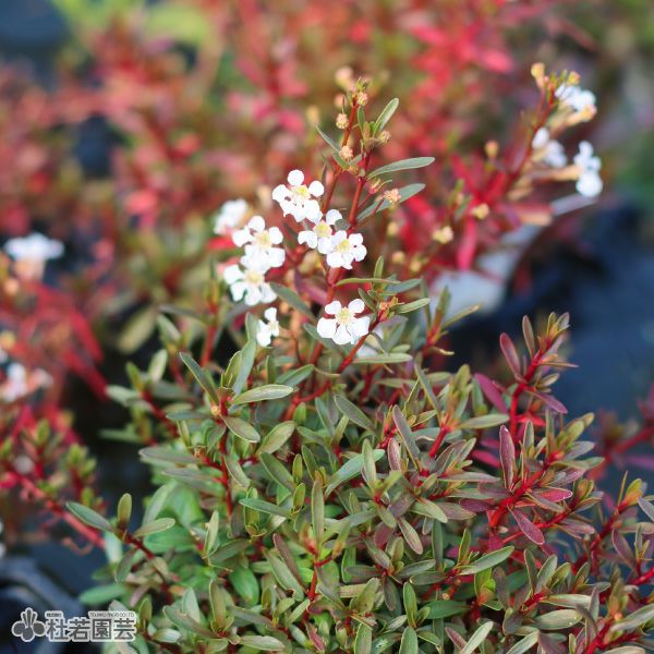 水生植物】 アマニアsp.スラウェシ | 杜若園芸WEBショップ｜水草の生産