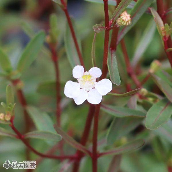 水生植物】 アマニアsp.スラウェシ | 杜若園芸WEBショップ｜水草の生産