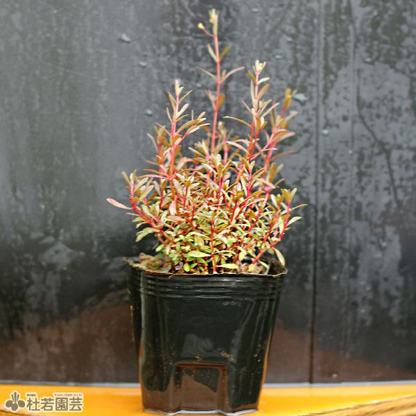 水生植物】 アマニアsp.スラウェシ | 杜若園芸WEBショップ｜水草の生産
