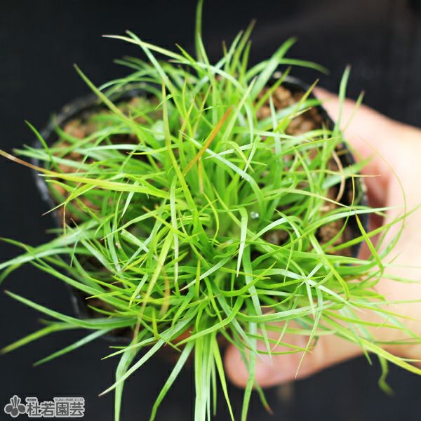 水生植物】 ジュンクスレペンス | 杜若園芸WEBショップ｜水草の生産