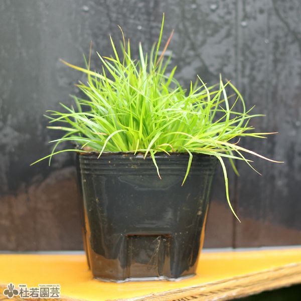 水生植物】 ジュンクスレペンス | 杜若園芸WEBショップ｜水草の生産