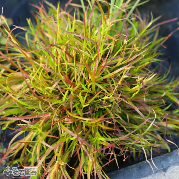 水生植物】 ジュンクスレペンス | 杜若園芸WEBショップ｜水草の生産