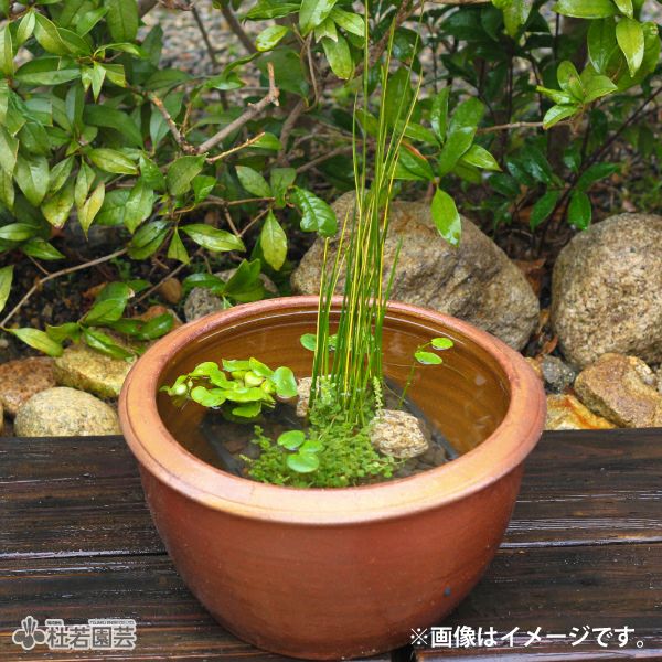 穴なしスイレン陶器鉢 丸型（M） | 杜若園芸WEBショップ｜水草の生産