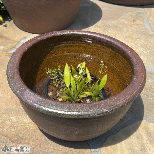 穴なしスイレン陶器鉢 丸型（S） | 杜若園芸WEBショップ｜水草の生産