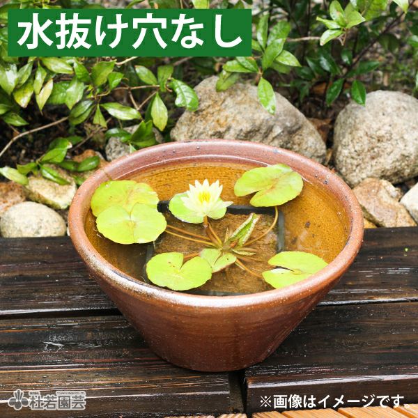 穴なしスイレン陶器鉢 ソリ型（M） | 杜若園芸WEBショップ｜水草の生産