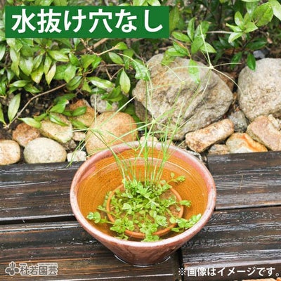 水鉢(陶器・プラ）】睡蓮鉢、メダカ鉢、蓮鉢 通販（販売） | 杜若園芸 