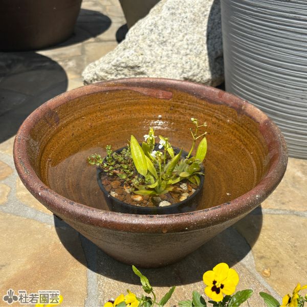 穴なしスイレン陶器鉢 ソリ型（S） | 杜若園芸WEBショップ｜水草の生産