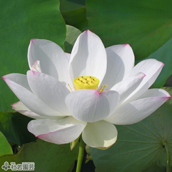 蓮、ハス】粉碗蓮(ふんわんれん)【小型種】 | 杜若園芸WEBショップ