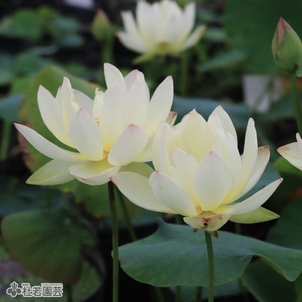 蓮、ハス】法華寺蓮(ほっけじばす)【大型種】 | 杜若園芸WEBショップ