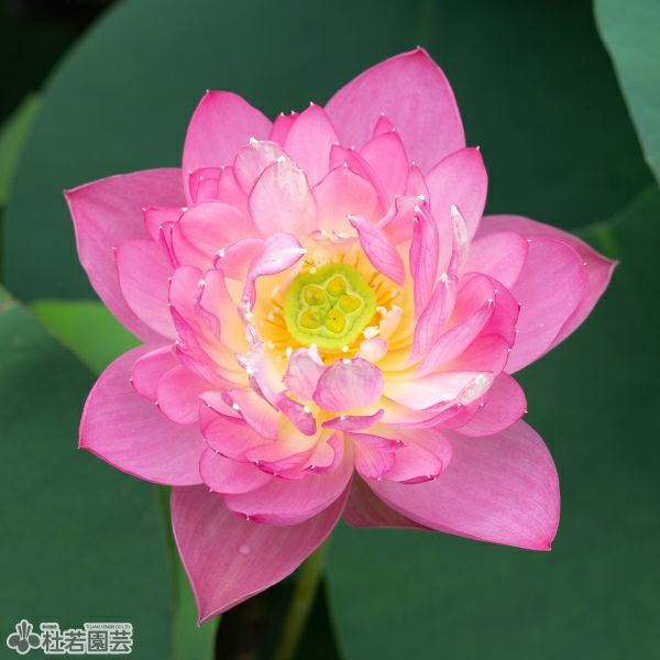 ハスの色】桃色系 | 杜若園芸WEBショップ｜水草の生産販売【通販ショップ】