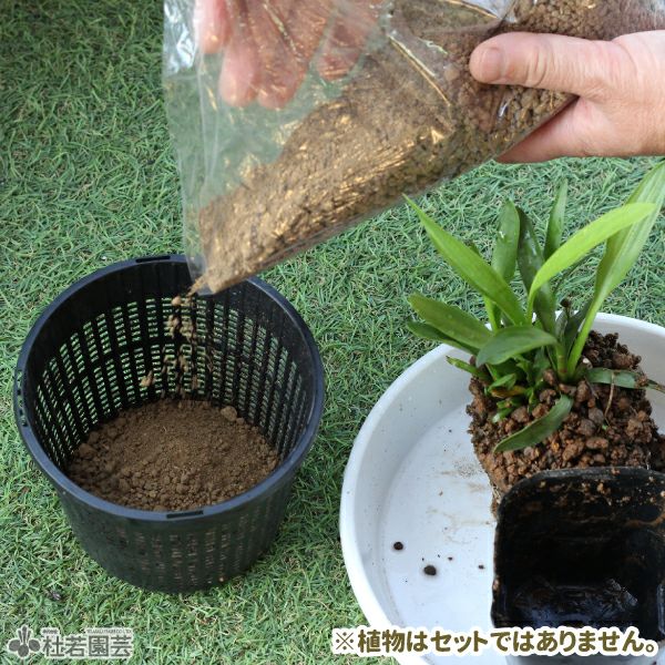 丸型ミニカゴ植え替えセット | 杜若園芸WEBショップ｜水草の生産販売