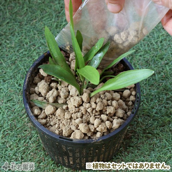 丸型ミニカゴ植え替えセット | 杜若園芸WEBショップ｜水草の生産販売